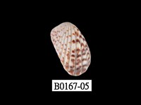 藏品(算盤蛤)的圖片